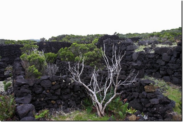 acores_0288.jpg