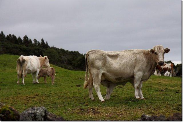 acores_0671.jpg