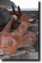 acores_1013.jpg
