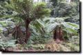 acores_1070.jpg