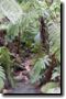 acores_1073.jpg