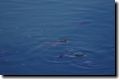 acores_1110.jpg