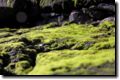 acores_0147.jpg