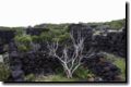 acores_0288.jpg