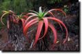 acores_0360.jpg