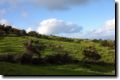 acores_0647.jpg