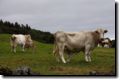 acores_0671.jpg
