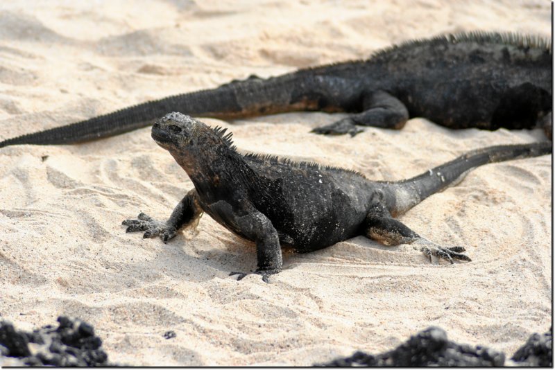 galapagos-032.jpg
