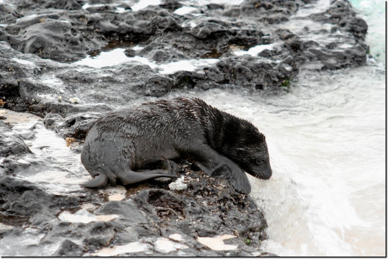 galapagos-087.jpg