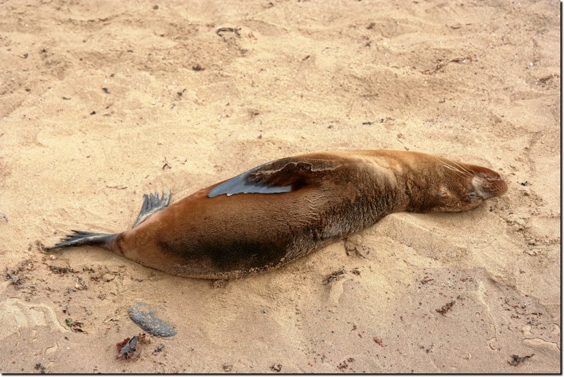 galapagos-234.jpg