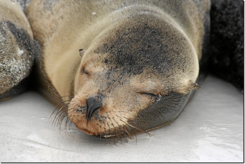 galapagos-278.jpg