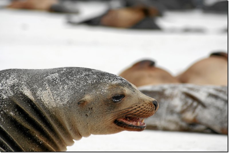 galapagos-280.jpg