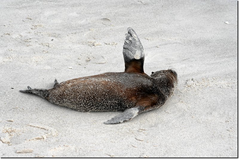 galapagos-291.jpg