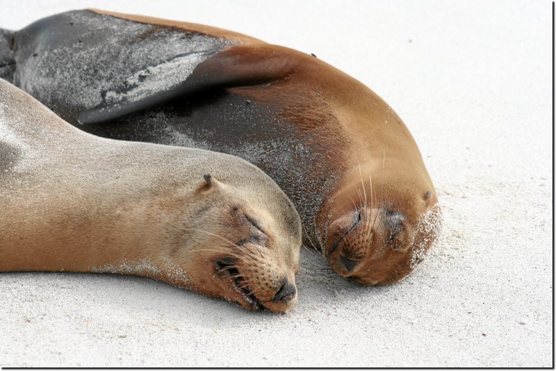 galapagos-292.jpg
