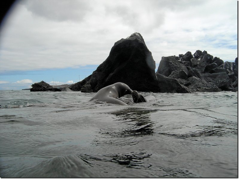 galapagos-310.jpg