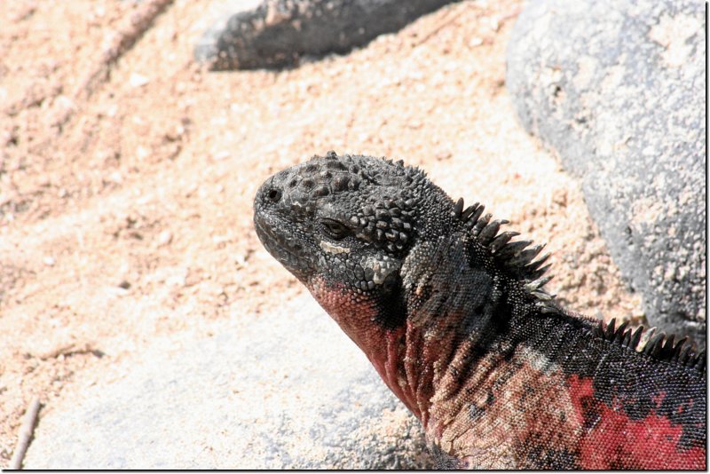 galapagos-329.jpg