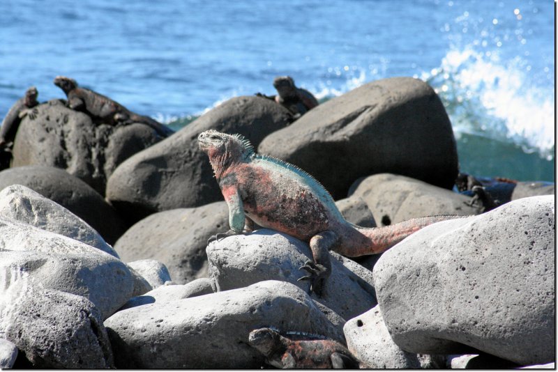 galapagos-330.jpg
