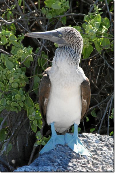 galapagos-332.jpg