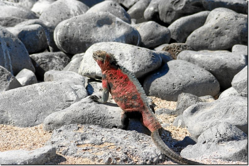 galapagos-333.jpg