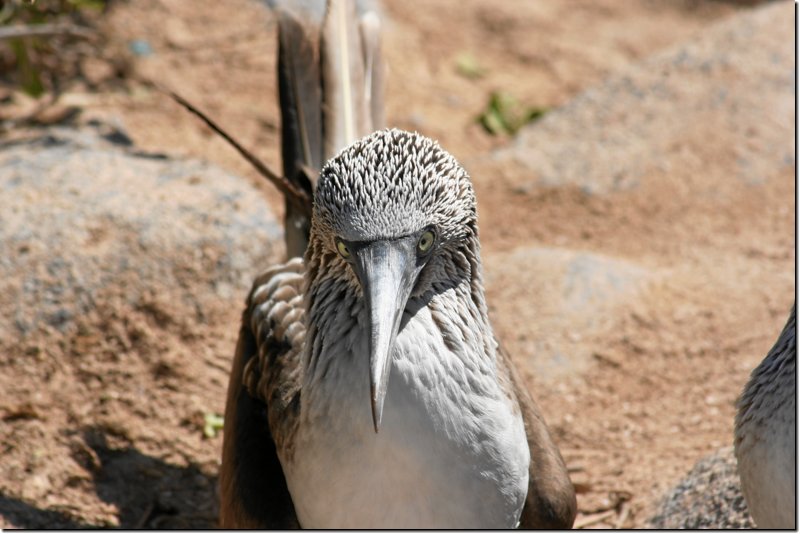galapagos-336.jpg