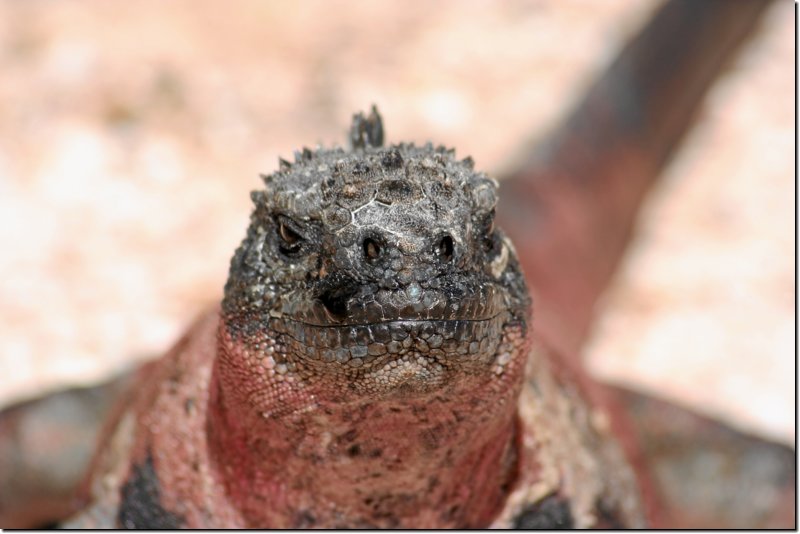 galapagos-337.jpg
