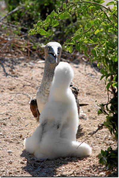 galapagos-338.jpg