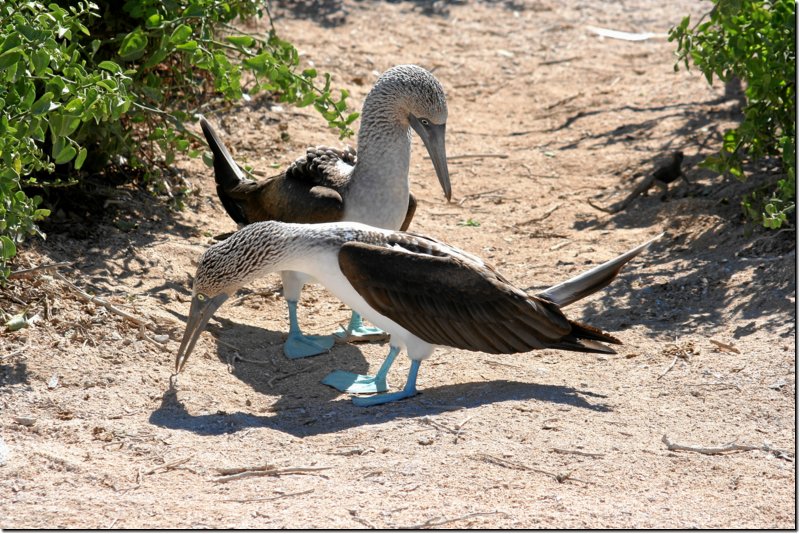 galapagos-345.jpg