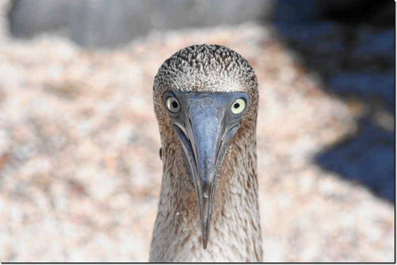 galapagos-352.jpg
