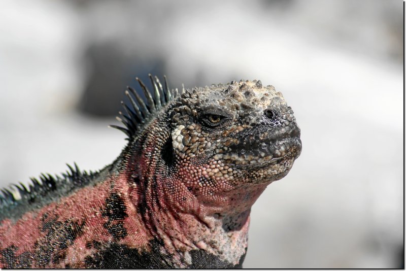 galapagos-368.jpg