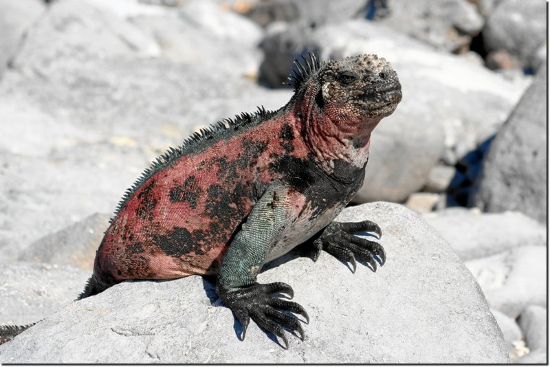 galapagos-369.jpg