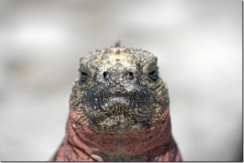 galapagos-370.jpg
