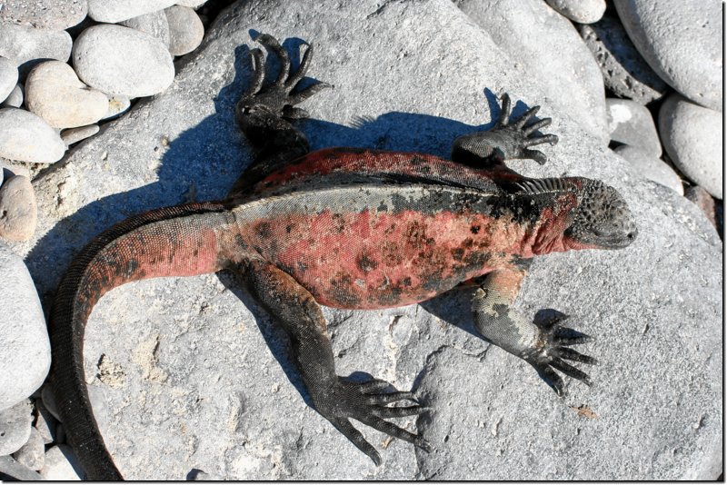 galapagos-371.jpg