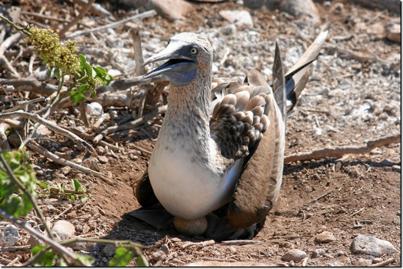 galapagos-373.jpg