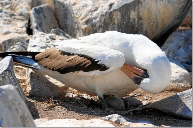 galapagos-379.jpg