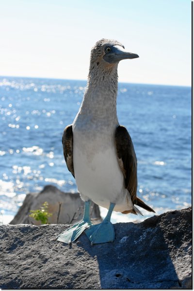 galapagos-383.jpg