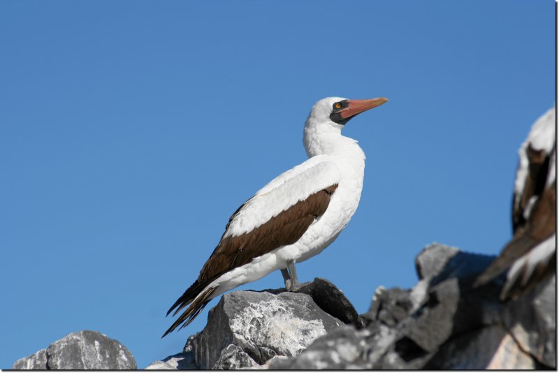 galapagos-387.jpg