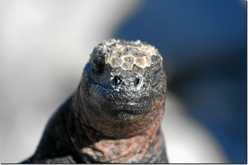 galapagos-388.jpg