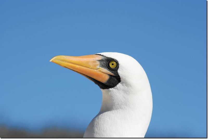 galapagos-391.jpg
