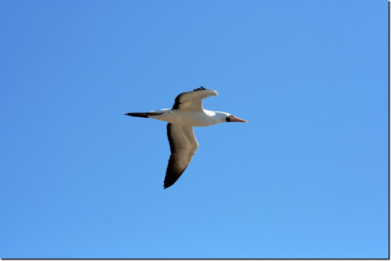 galapagos-395.jpg