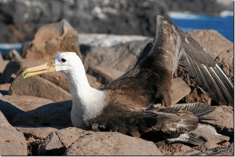 galapagos-403.jpg