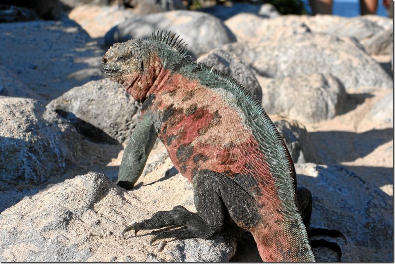galapagos-413.jpg