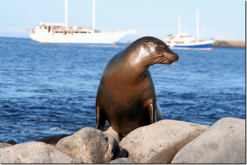 galapagos-415.jpg