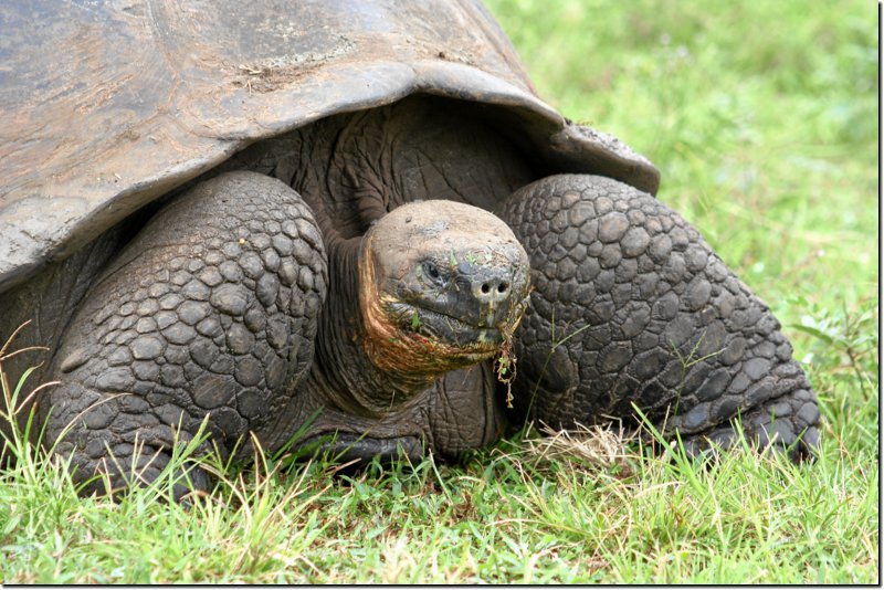 galapagos-437.jpg