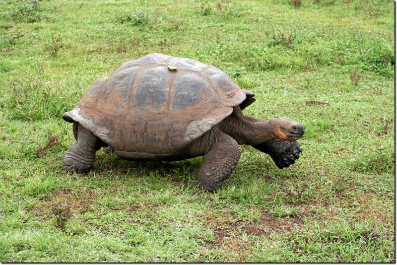 galapagos-439.jpg