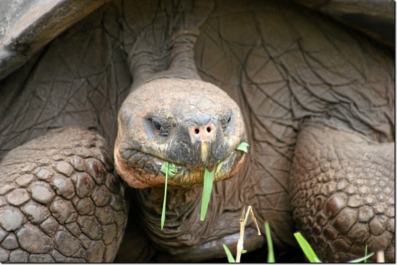 galapagos-445.jpg