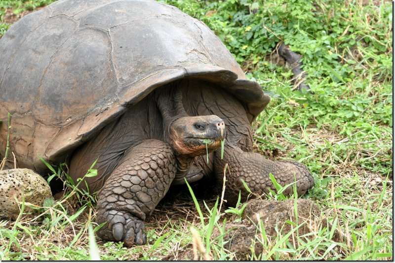 galapagos-446.jpg