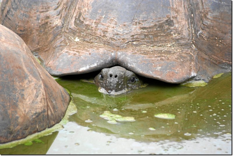 galapagos-449.jpg