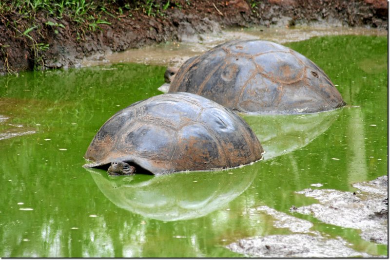 galapagos-452.jpg