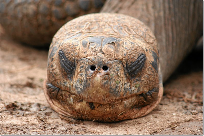 galapagos-470.jpg