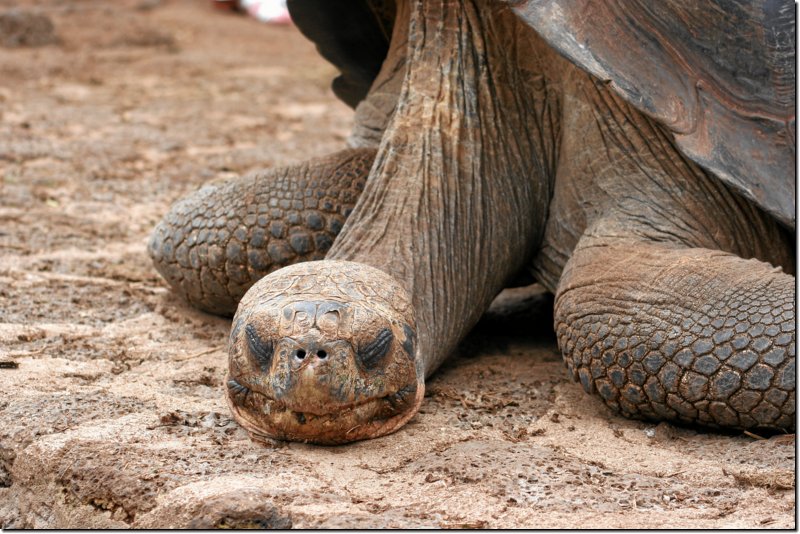 galapagos-471.jpg
